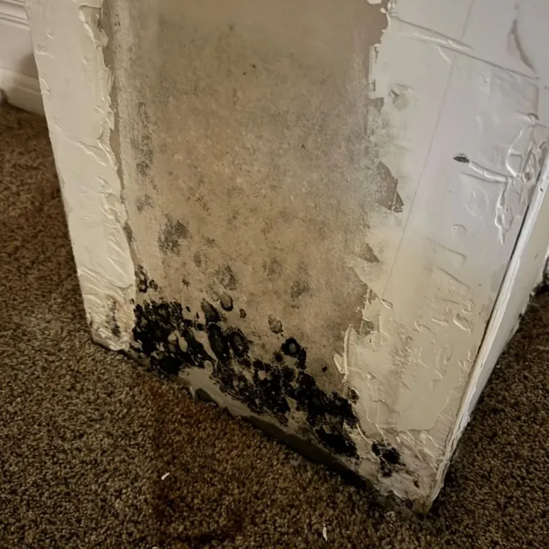 Professional Mold Removal in Rosebud, TX